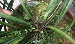 兰花姐姐爆料原视频